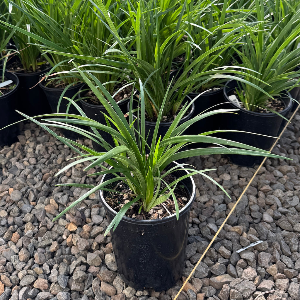 Liriope muscari 'Super Blue'