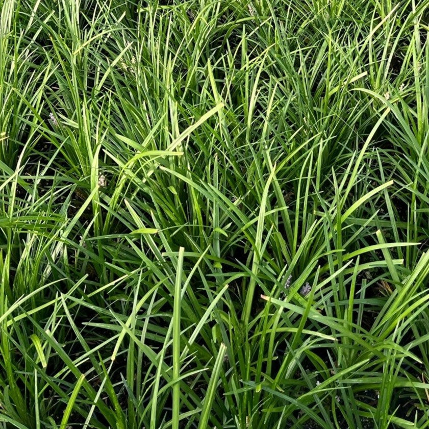 Liriope spicata