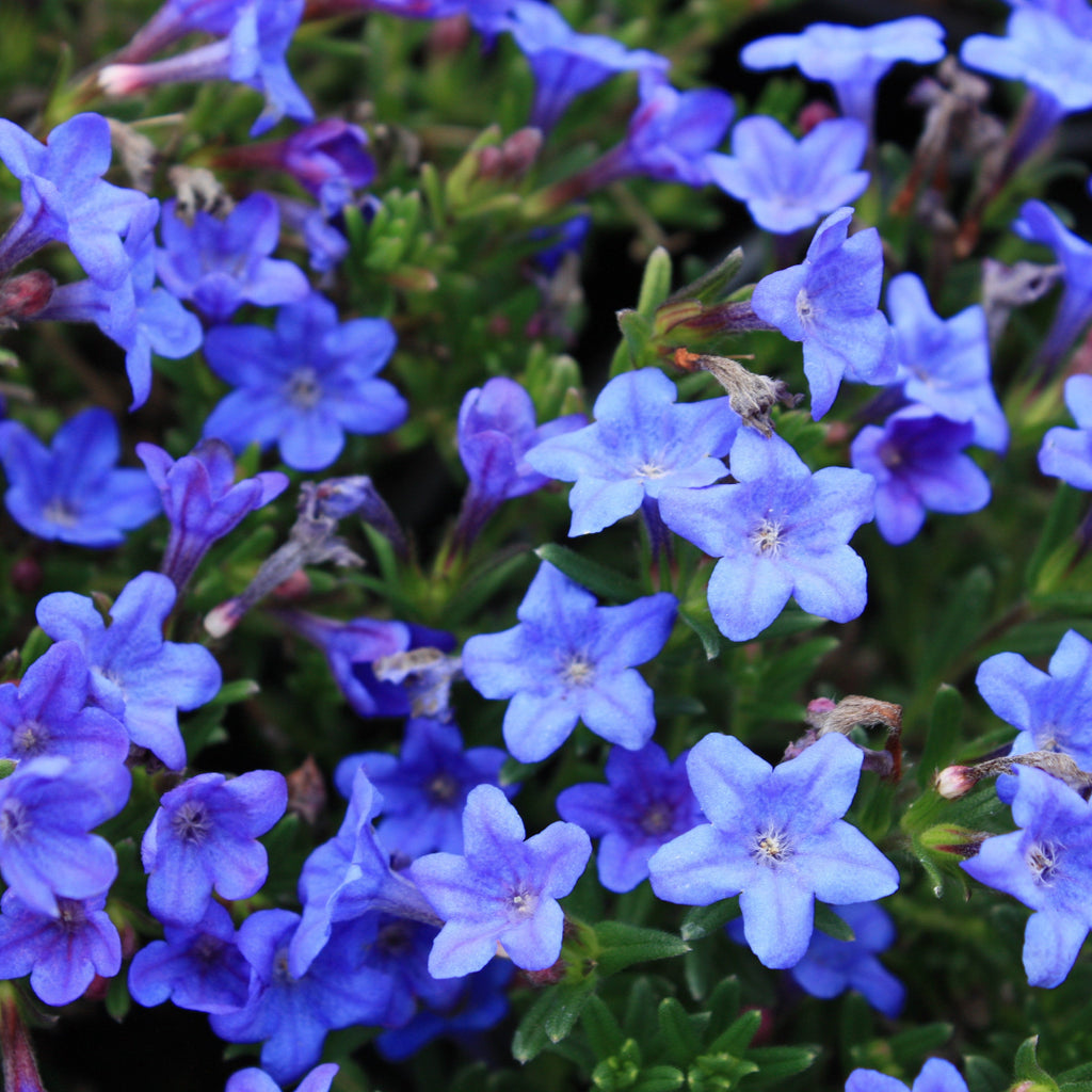 Lithodora diffusa 'Grace Ward'