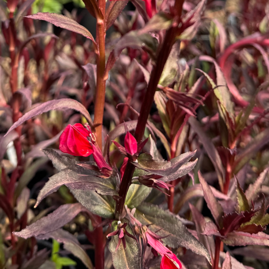 Lobelia cardinalis 'Queen Victoria'