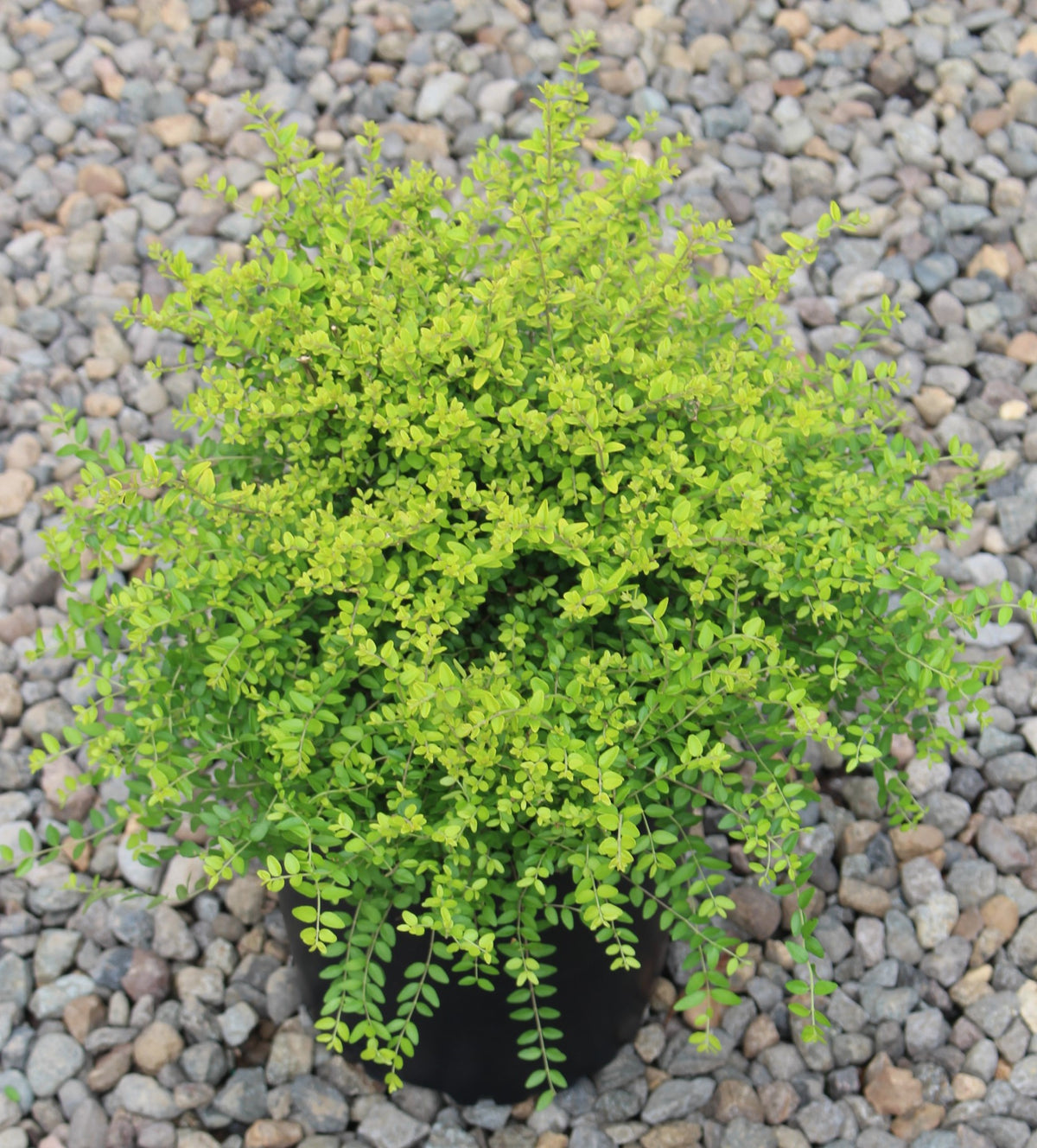 Lonicera nitida 'Baggesen's Gold'
