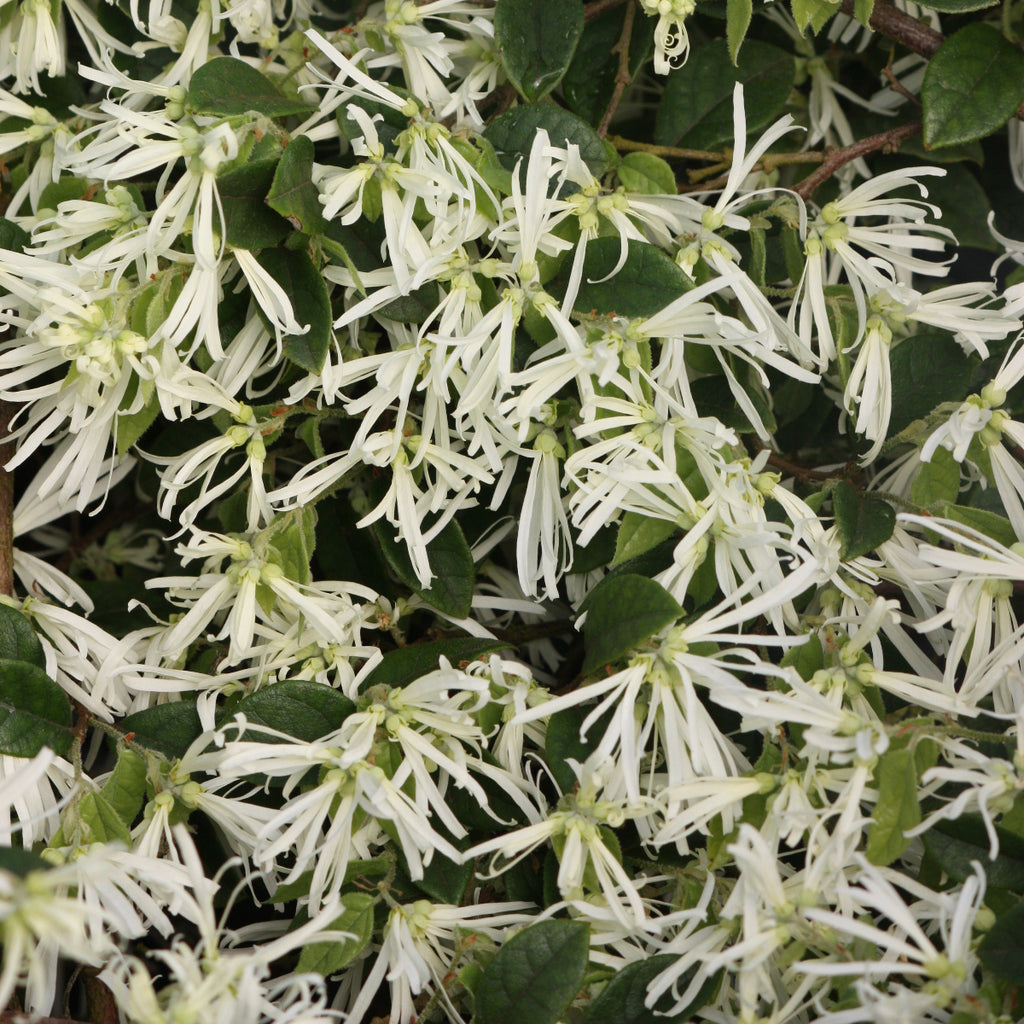 Loropetalum chinensis 'Snow Panda' (white)