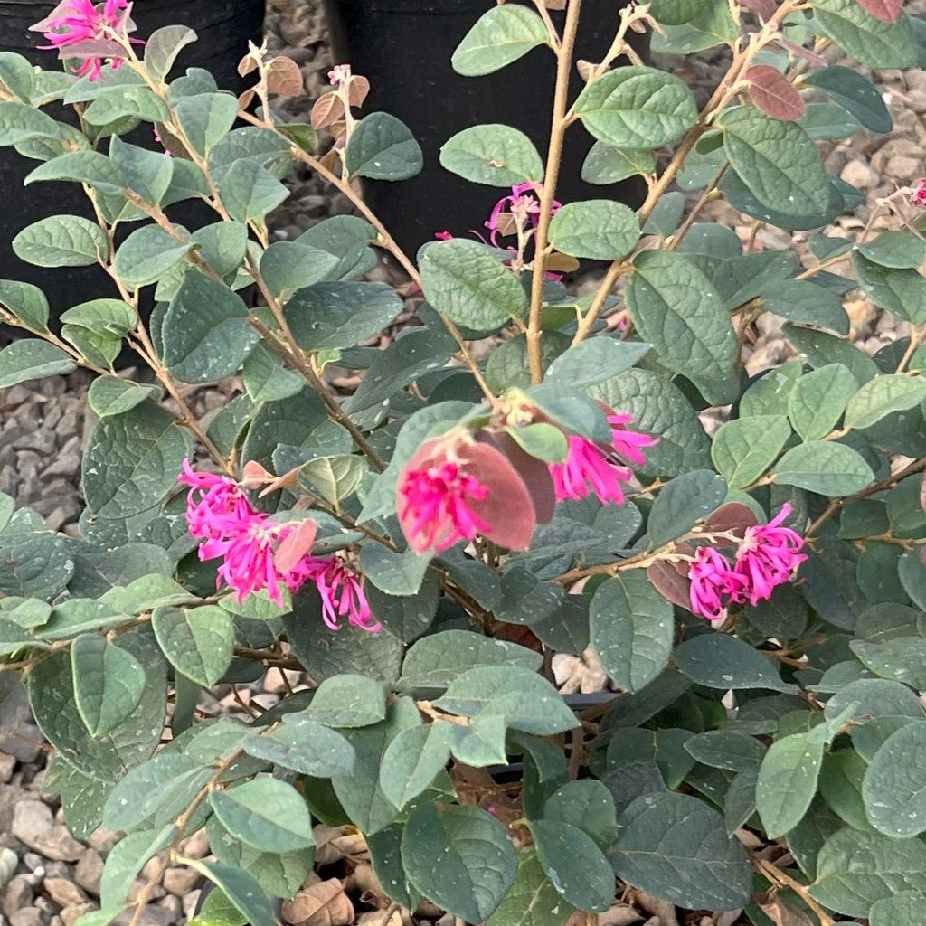 Loropetalum chinensis 'Razzleberri'® (red)