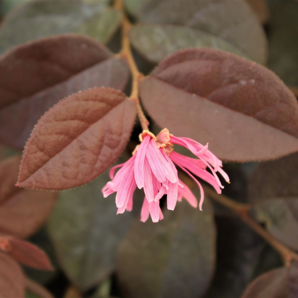 Loropetalum chinensis 'Sizzling Pink'