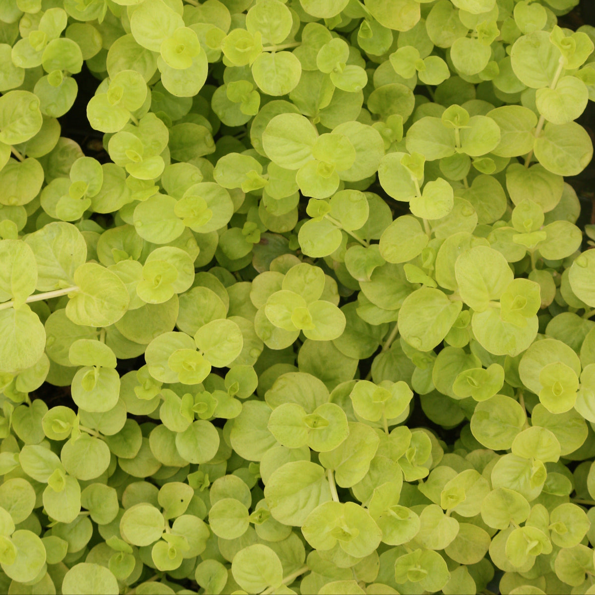 Groundcover, Lysimachia n. 'Aurea'- 25 per flat