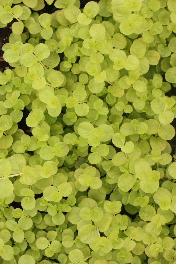 Groundcover, Lysimachia n. 'Aurea'- 25 per flat