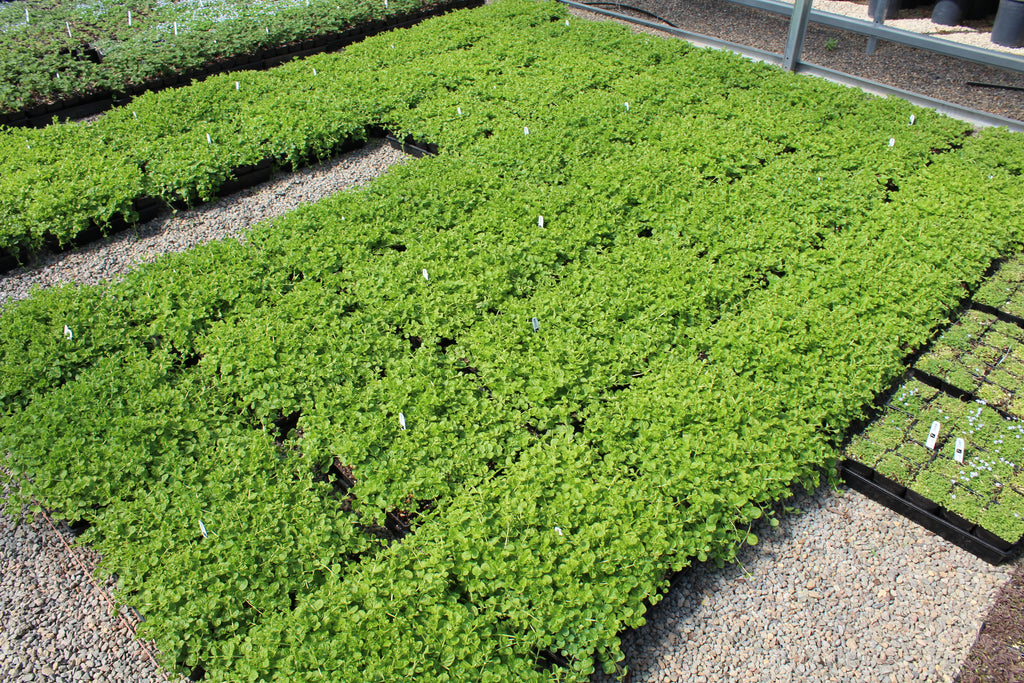 Groundcover, Lysimachia nummularia- 25 per flat