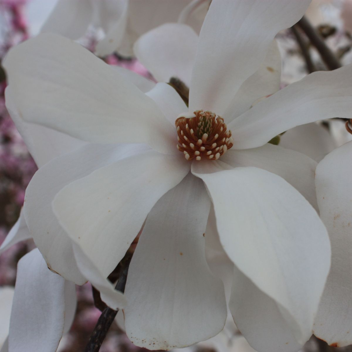 Magnolia x loeb. 'Dr. Merrill' (white)