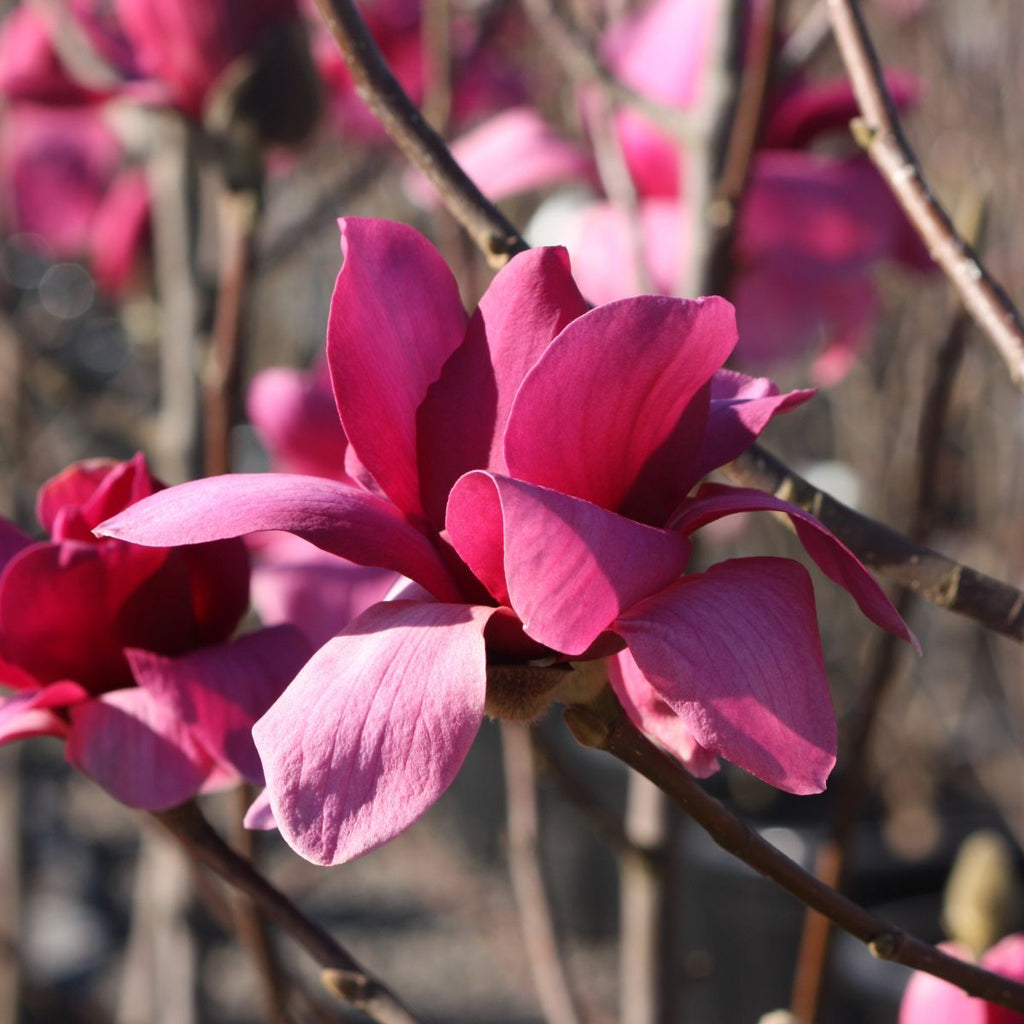 Magnolia 'Vulcan' (red)