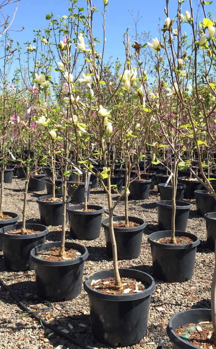Magnolia x 'Elizabeth' (yellow)