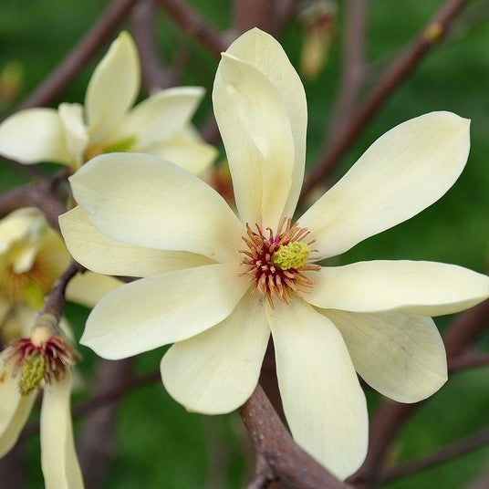 Magnolia x 'Butterflies' (yellow) (CG)