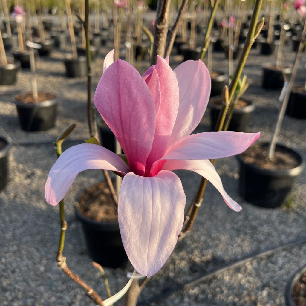 Magnolia x 'Galaxy' (purple)