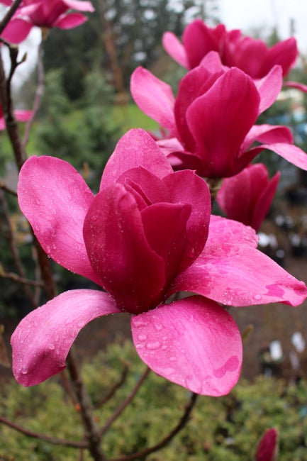 Magnolia 'Vulcan' (red)
