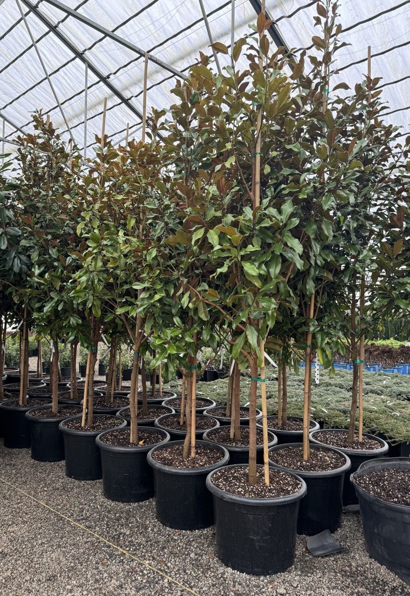 Magnolia gr. 'Bracken's Brown Beauty (white)