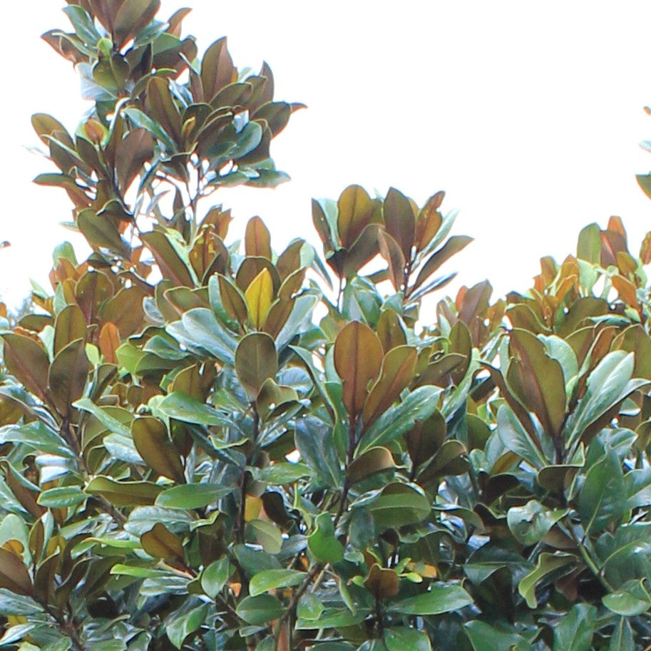 Magnolia gr. 'Blanchard' (white)