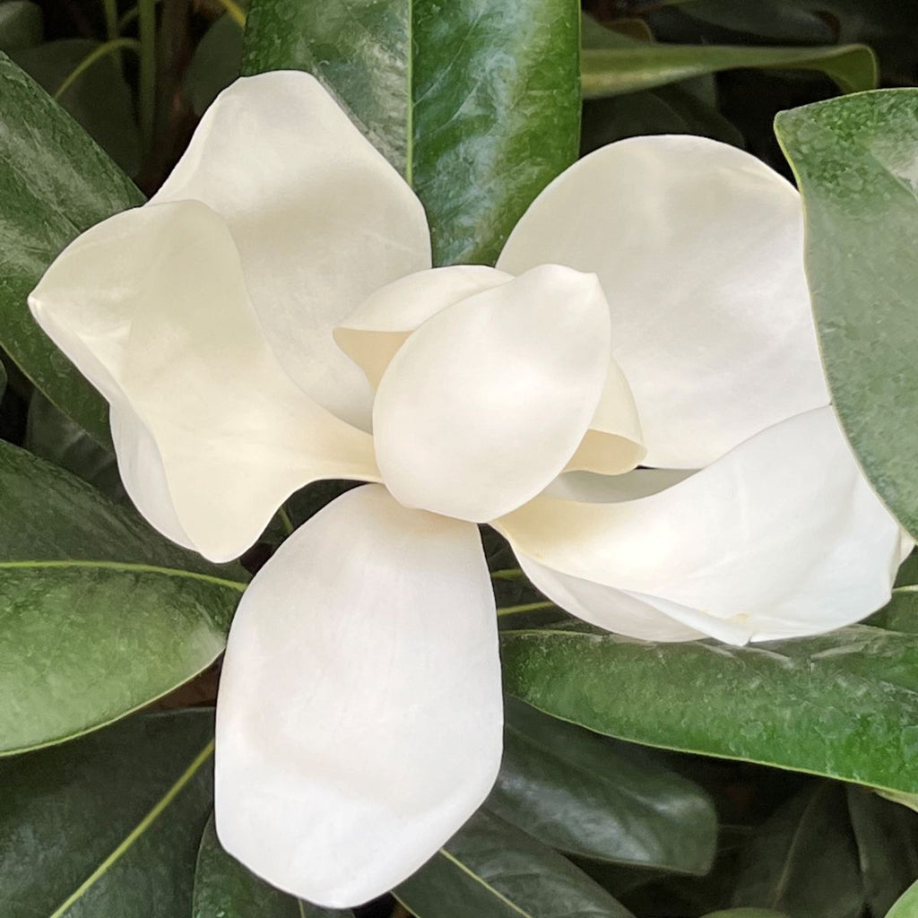 Magnolia gr. 'Edith Bogue' (white)