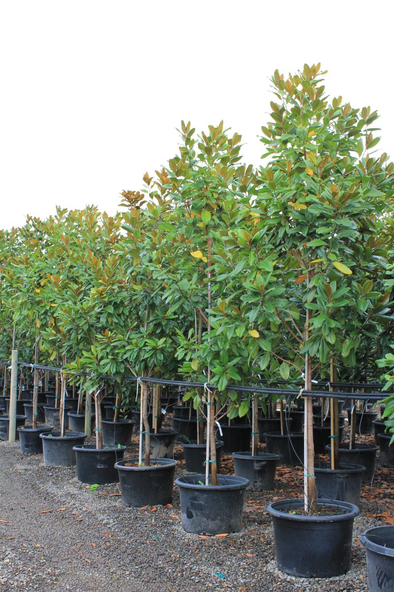 Magnolia gr. 'Edith Bogue' (white)