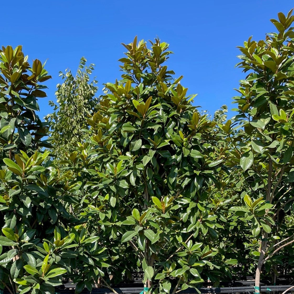Magnolia gr. 'Edith Bogue' (white)