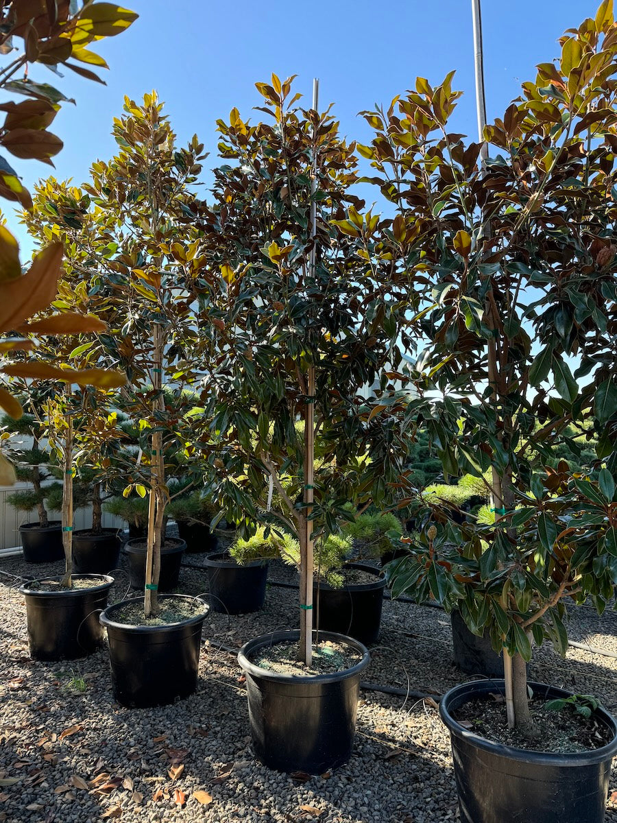 Magnolia gr. 'Kay Parris'