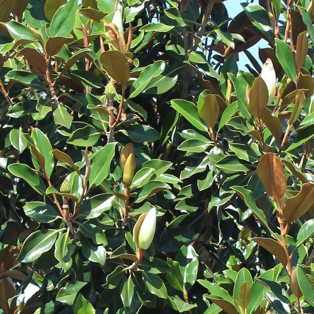 Magnolia gr. 'Little Gem' (white)