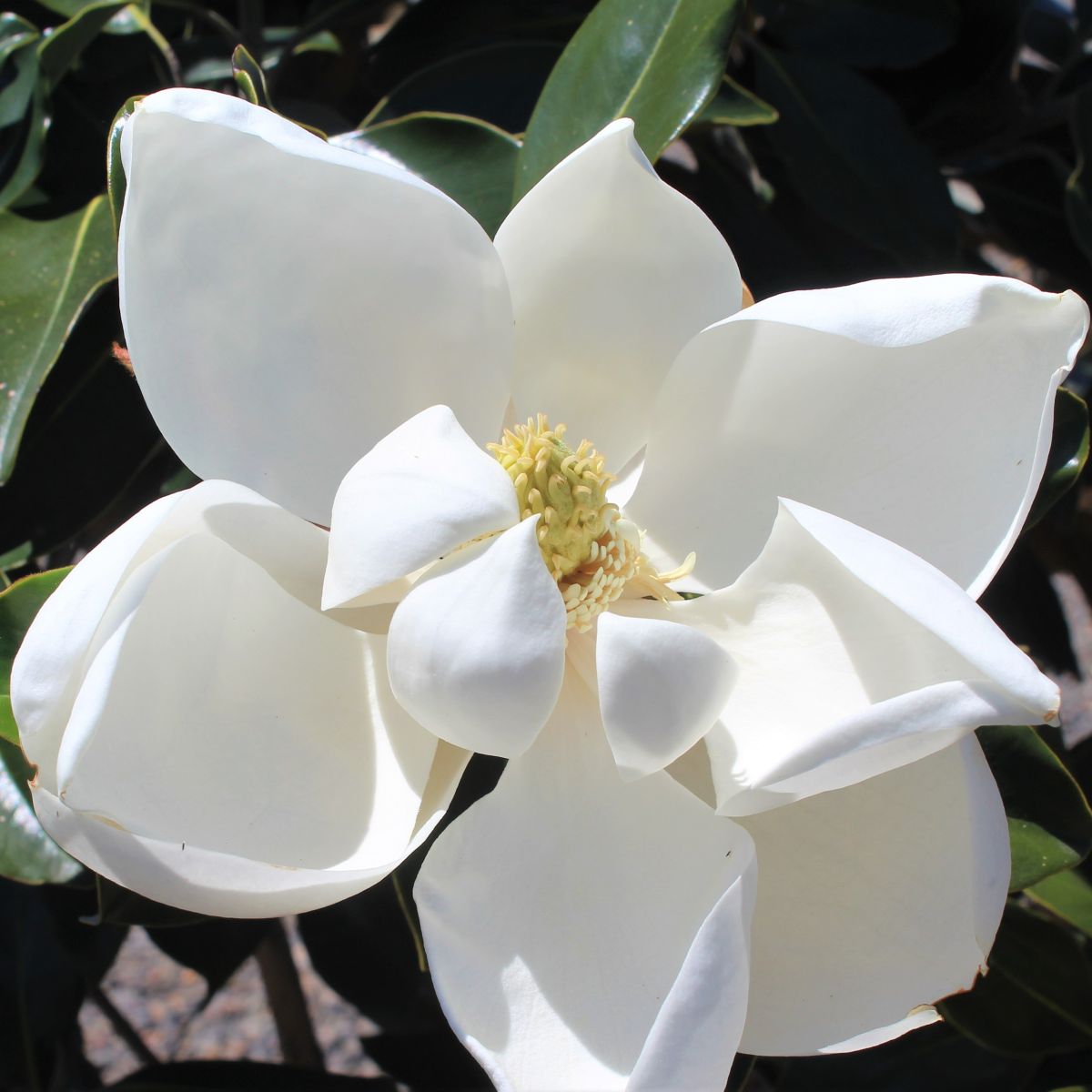 Magnolia gr. 'Little Gem' (white)