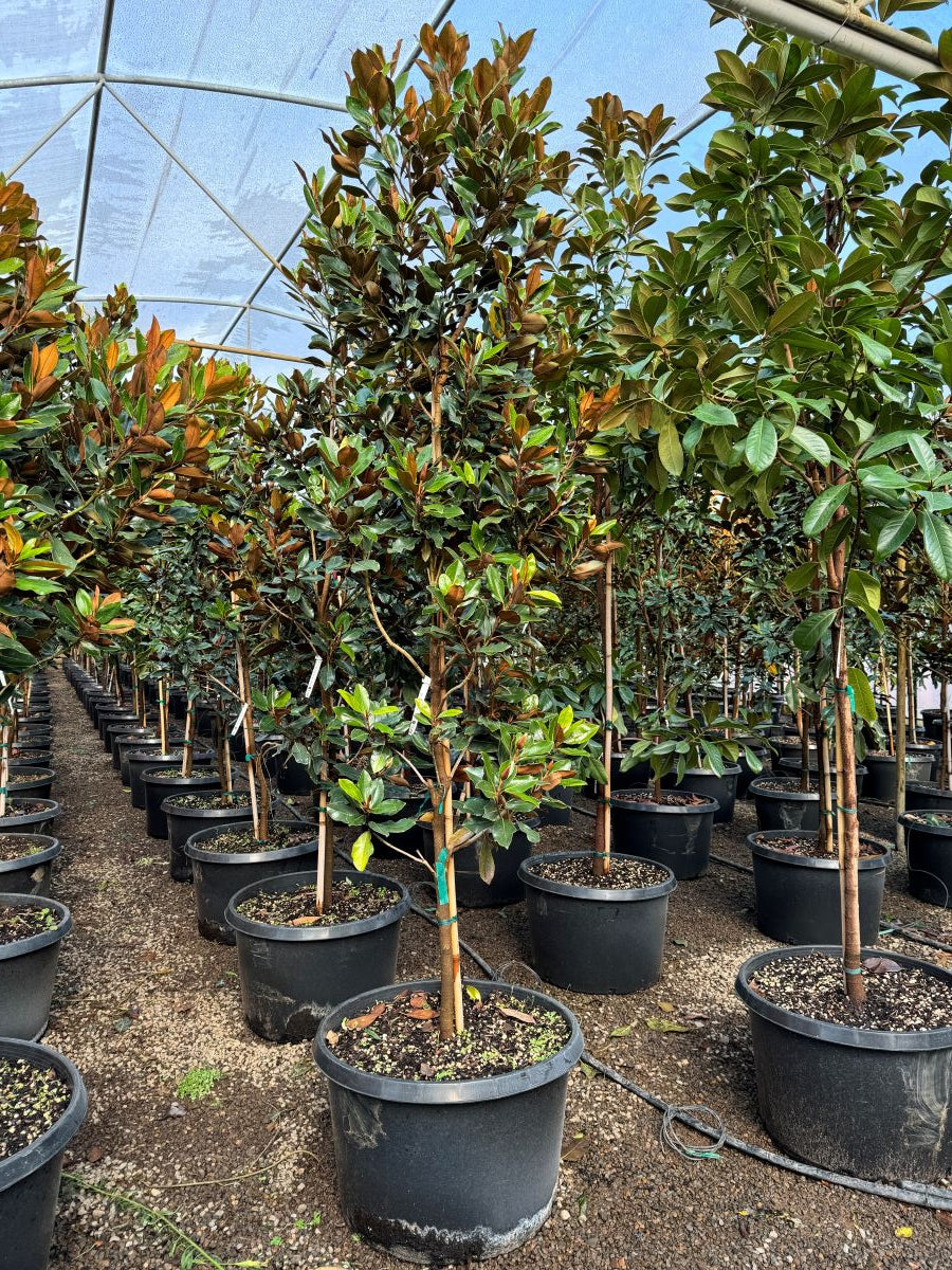 Magnolia gr. 'Little Gem' (white)