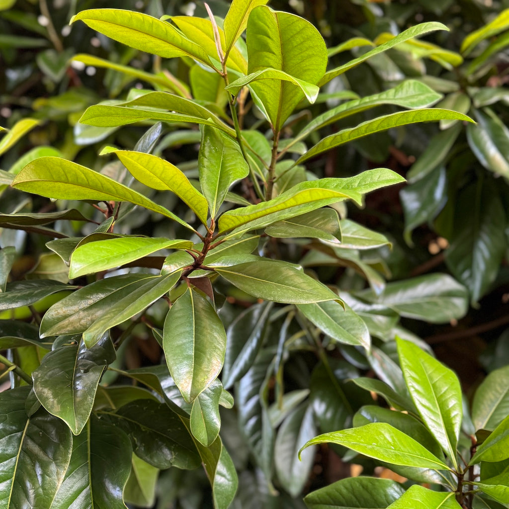 Magnolia gr. 'Victoria', Tree Form (white)