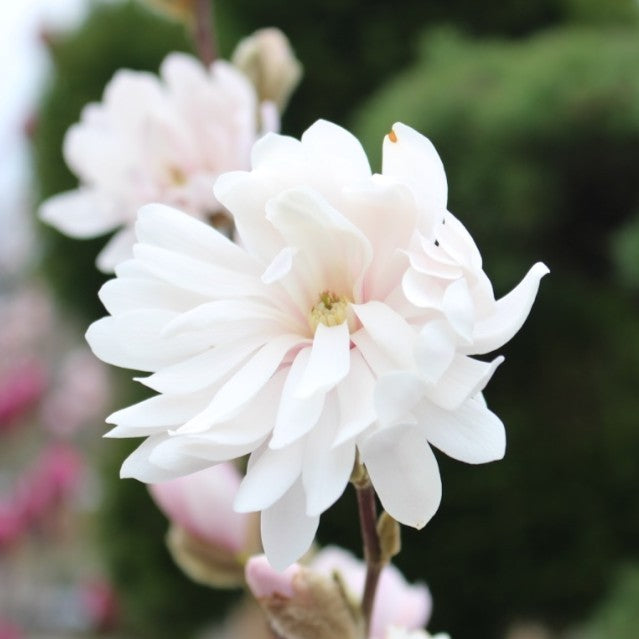 Magnolia stellata 'Centennial Blush' ™ FIRST EDITIONS® (pink) PP22248 (CG)
