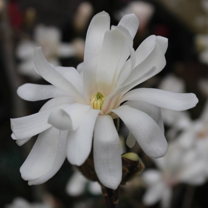 Magnolia stellata 'Royal Star' (white)