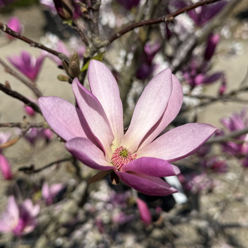 Magnolia x 'Ann' (rose)