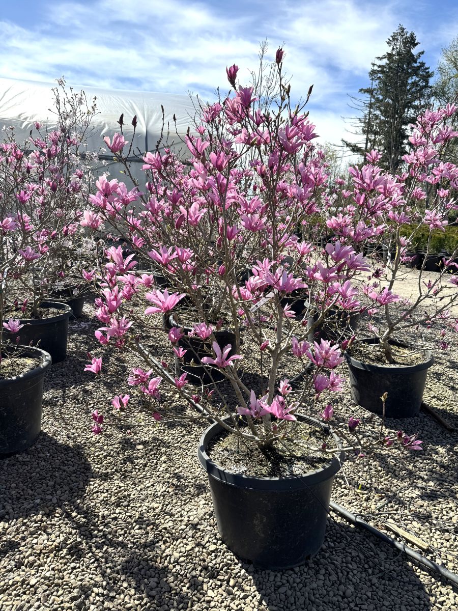 Magnolia x 'Ann' (rose)