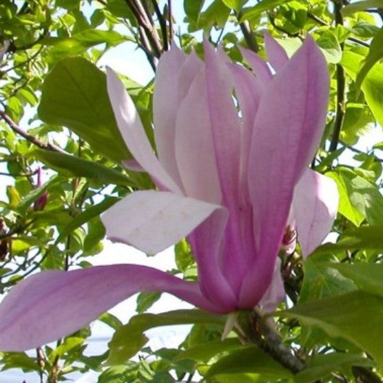 Magnolia x 'Betty' (purple)