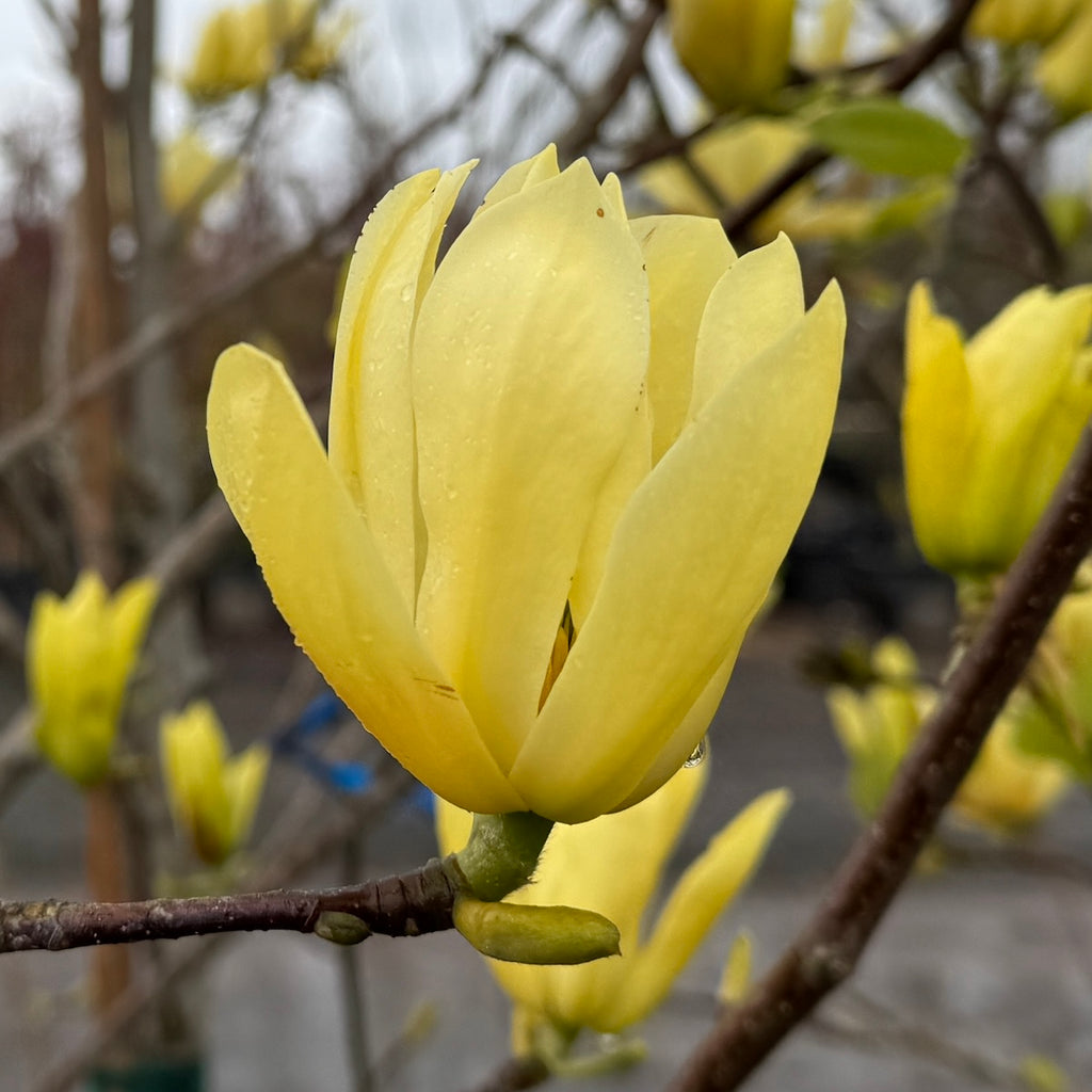 Magnolia x 'Butterflies' (yellow) (CG)