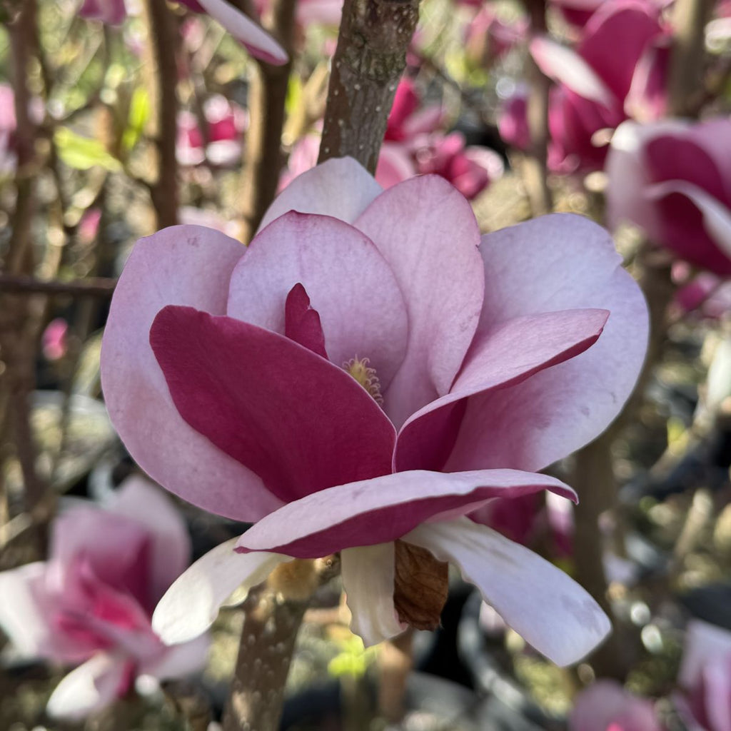 Magnolia x 'Cameo'
