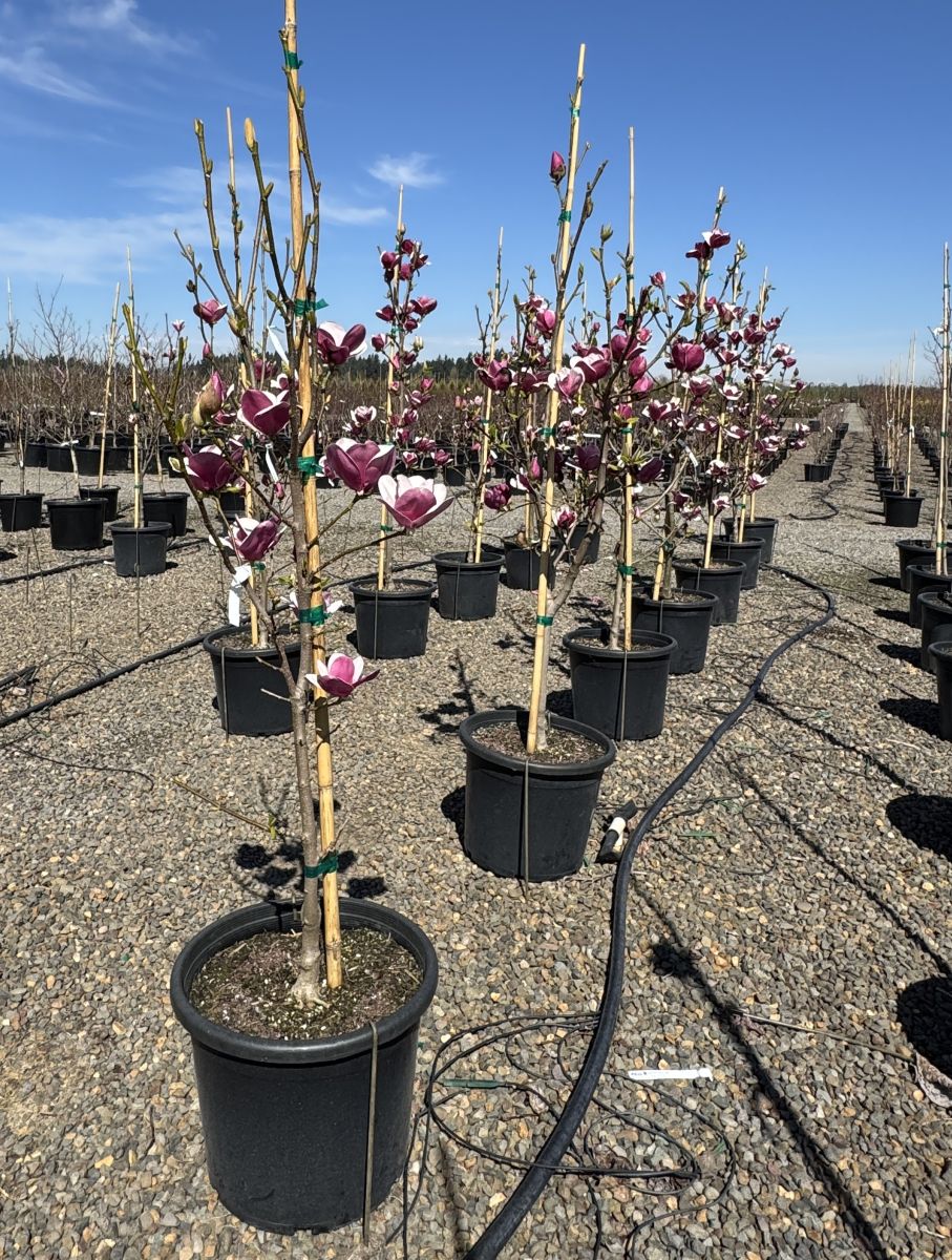 Magnolia x 'Cameo'