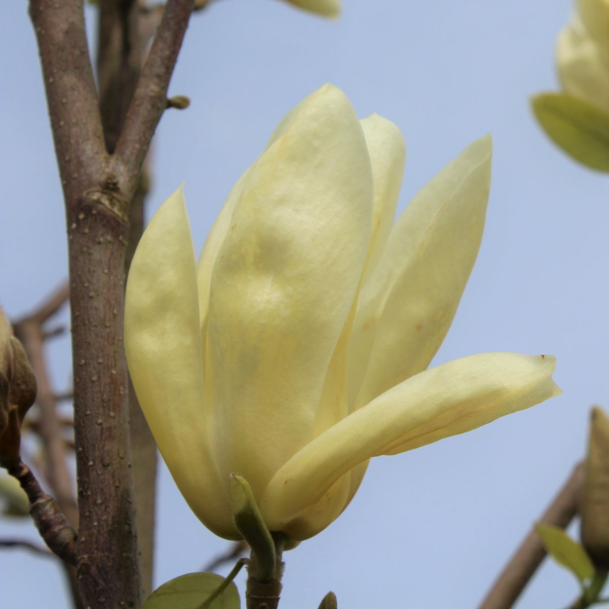 Magnolia x 'Elizabeth' (yellow)