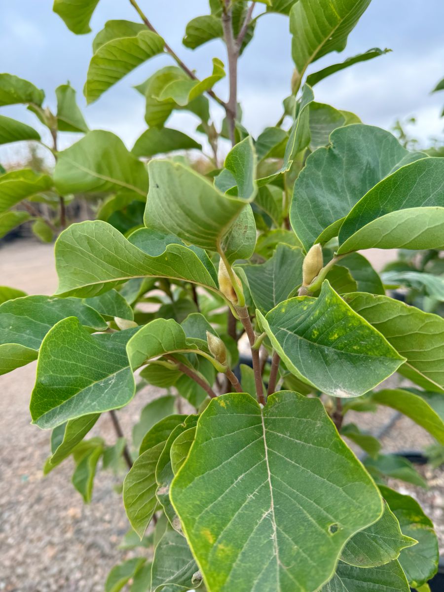 Magnolia x 'Elizabeth' (yellow)