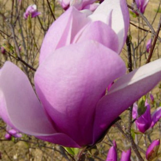 Magnolia x 'Jane' (purple) (BBP)