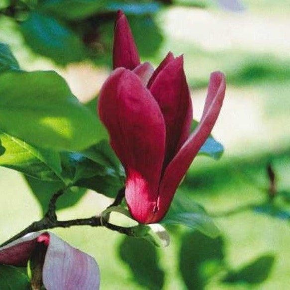 Magnolia x 'Susan' (purple)