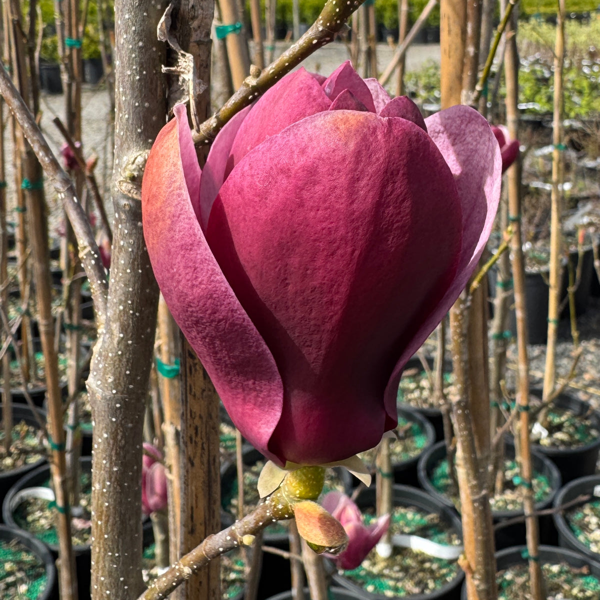 Magnolia x 'Tinkerbelle'