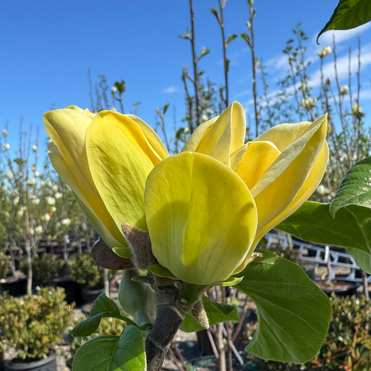 Magnolia x 'Yellow Bird' (yellow)