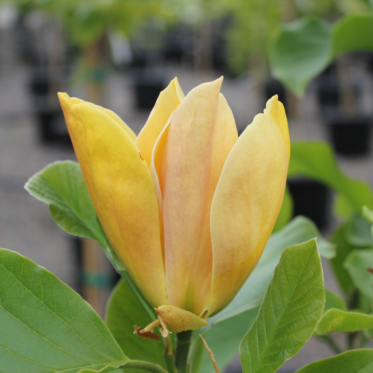 Magnolia x brooklynensis 'Judy Zuk'
