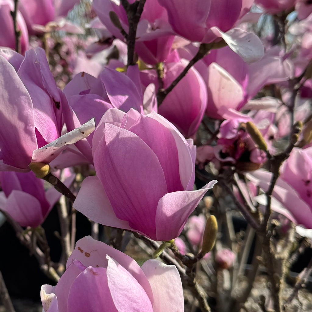 Magnolia x Soul 'Alexandrina' (fuchsia)