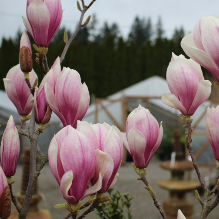 Magnolia x soulangiana (white/purple)