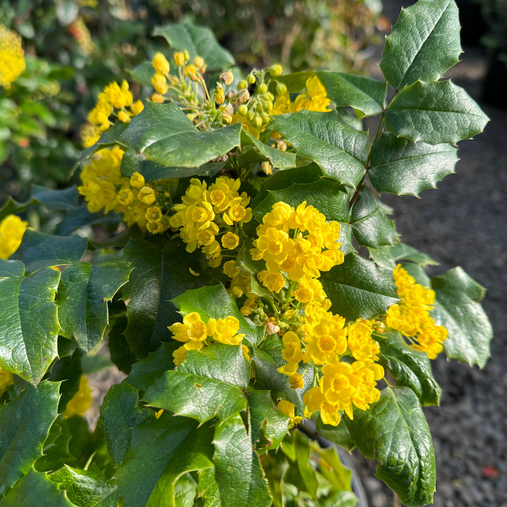 Mahonia aquifolium