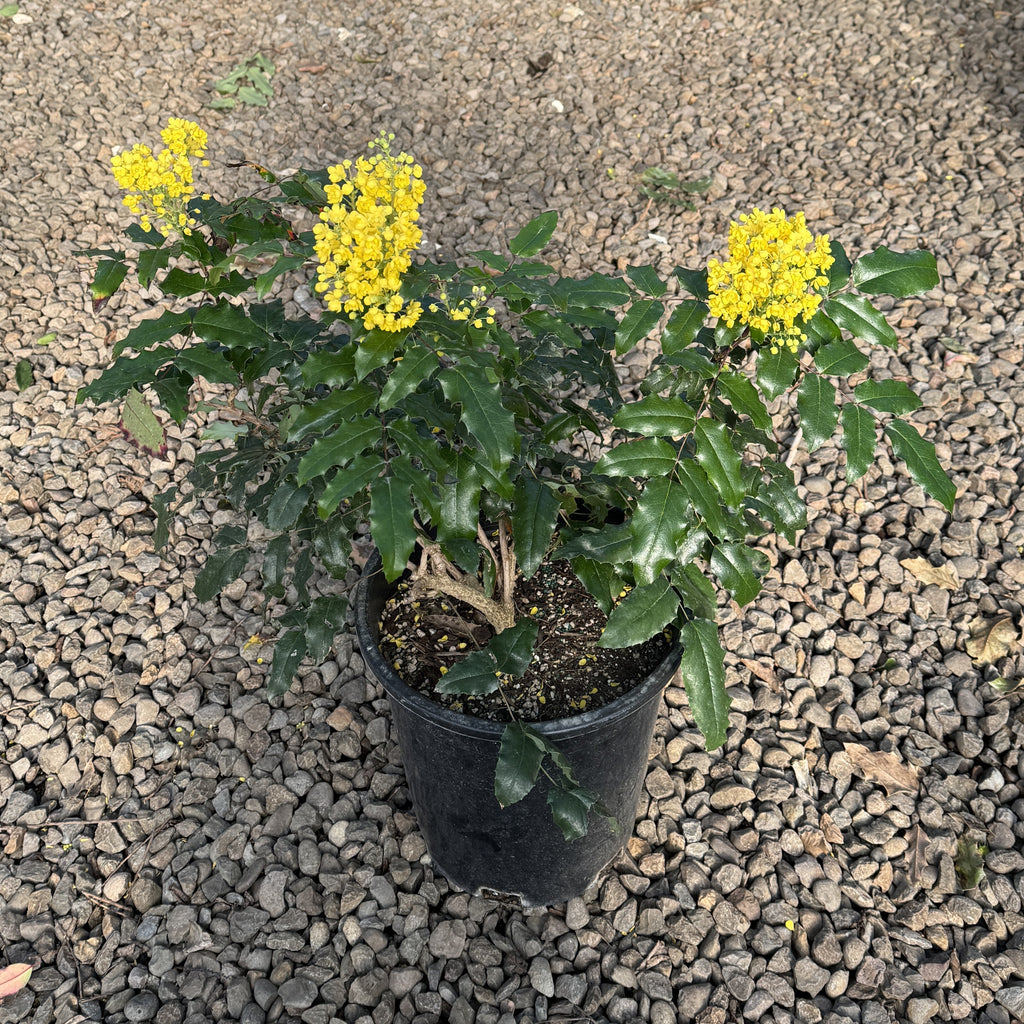 Mahonia aquifolium