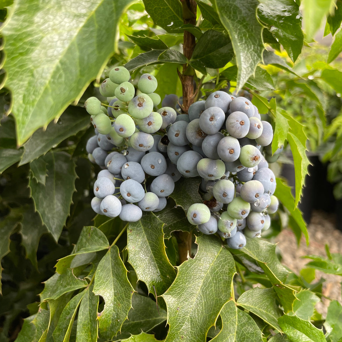 Mahonia aquifolium 'Compacta'