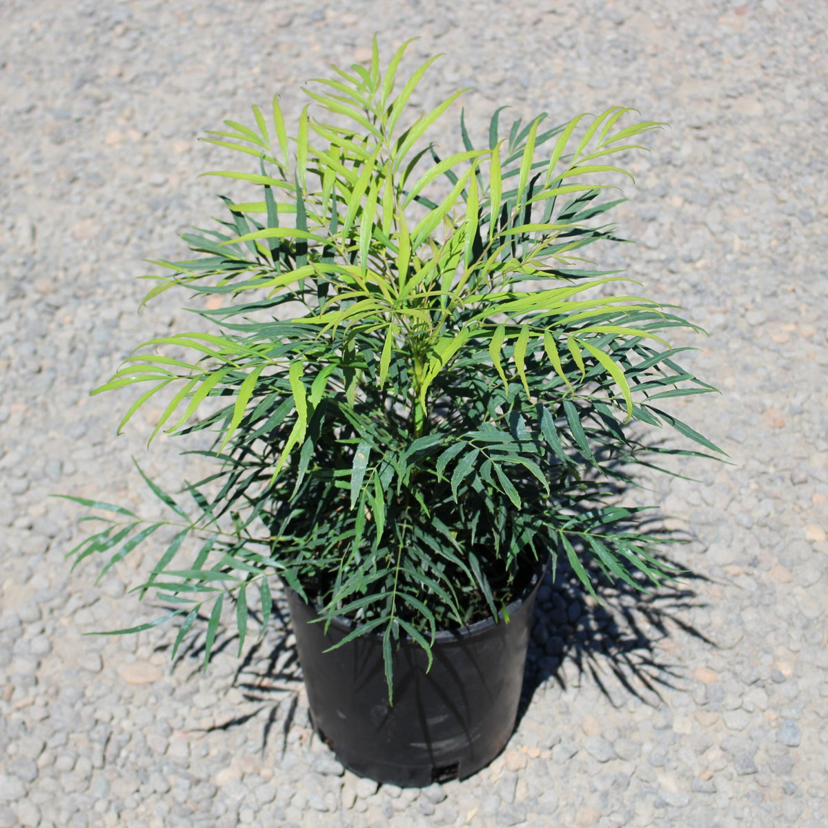Mahonia eurybracteata 'Soft Caress' PP20183