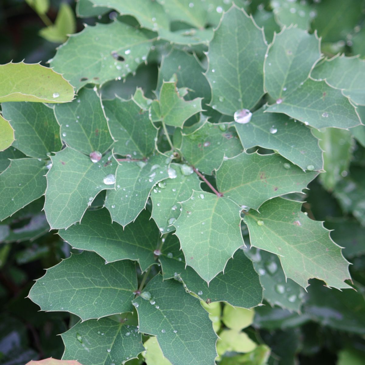 Mahonia repens