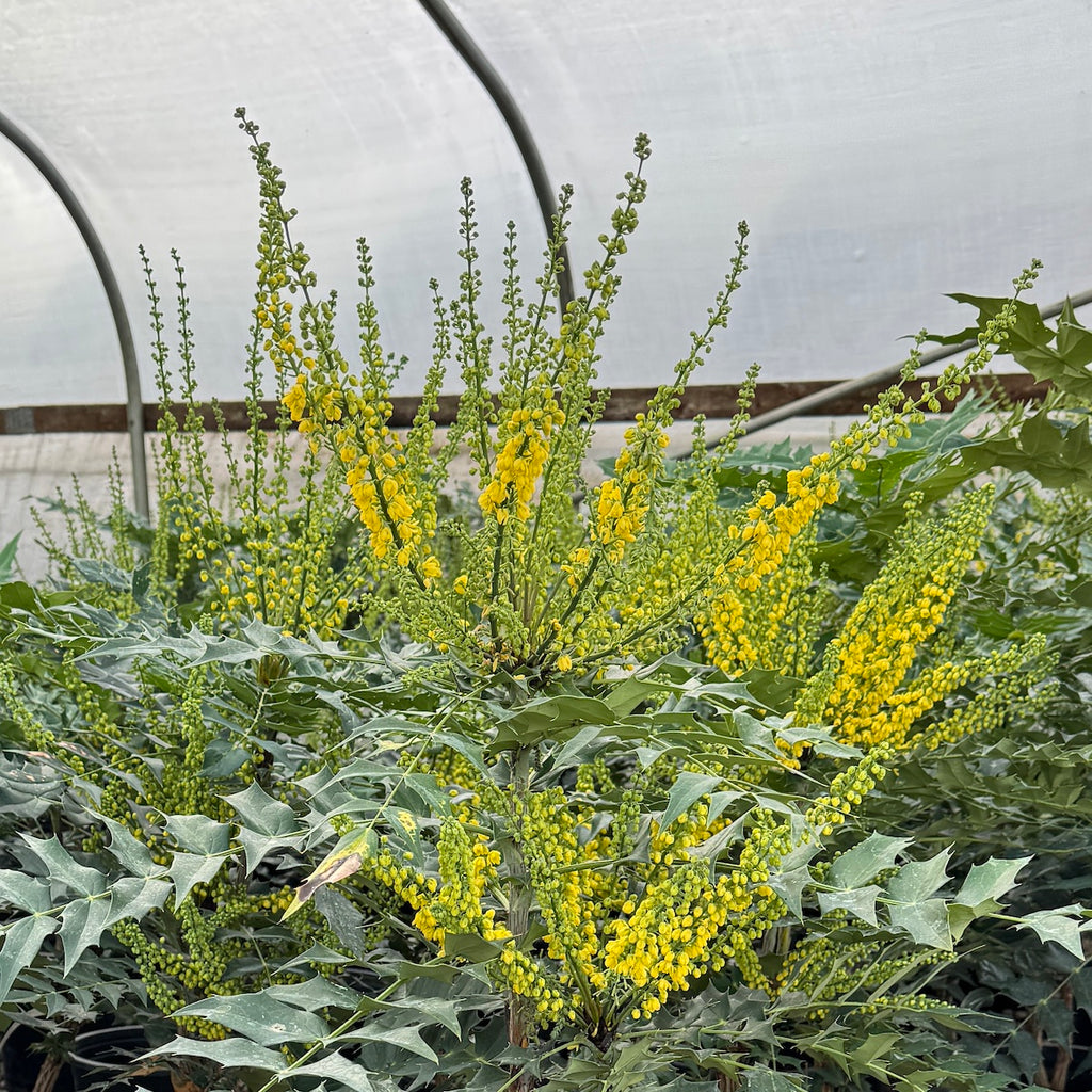 Mahonia x media 'Winter Sun'